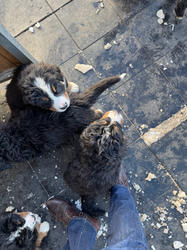 Balu the Bernese Mountain Dog