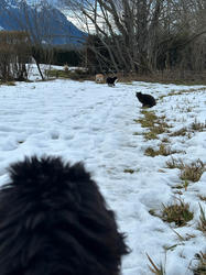 Balu the Bernese Mountain Dog
