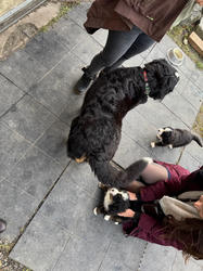 Balu the Bernese Mountain Dog