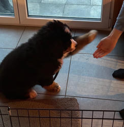 Balu the Bernese Mountain Dog