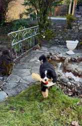 Balu the Bernese Mountain Dog