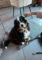 Balu the Bernese Mountain Dog