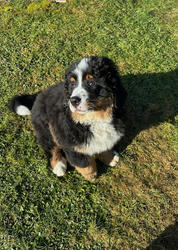 Balu the Bernese Mountain Dog