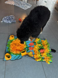 Balu the Bernese Mountain Dog