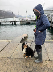 Balu the Bernese Mountain Dog