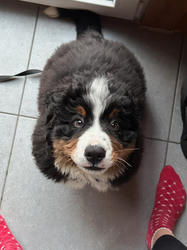 Balu the Bernese Mountain Dog