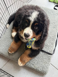 Balu the Bernese Mountain Dog