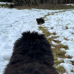 Balu the Bernese Mountain Dog