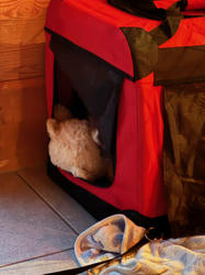 Balu the Bernese Mountain Dog