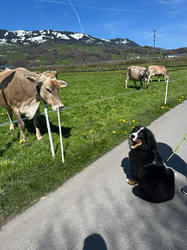Balu the Bernese Mountain Dog