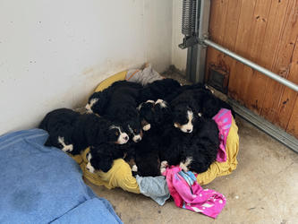 Balu the Bernese Mountain Dog