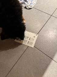 Balu the Bernese Mountain Dog