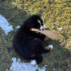 Balu the Bernese Mountain Dog