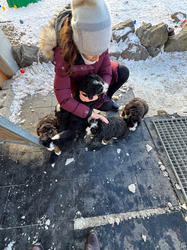 Balu the Bernese Mountain Dog