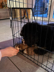 Balu the Bernese Mountain Dog