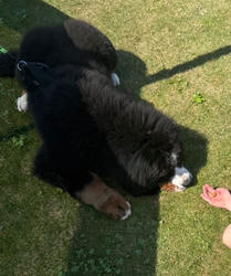 Balu the Bernese Mountain Dog