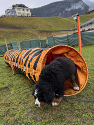 Balu the Bernese Mountain Dog