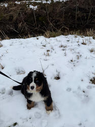 Balu the Bernese Mountain Dog