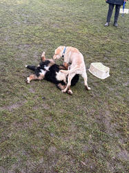 Balu the Bernese Mountain Dog