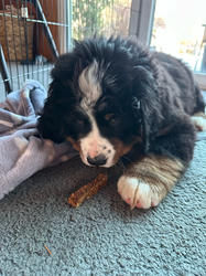 Balu the Bernese Mountain Dog
