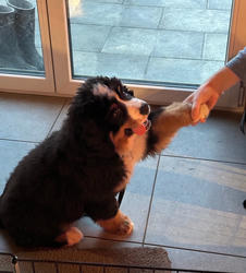 Balu the Bernese Mountain Dog