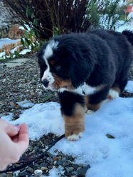 Balu the Bernese Mountain Dog