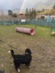 Balu the Bernese Mountain Dog