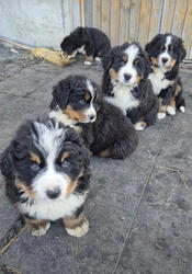 Balu the Bernese Mountain Dog