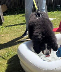 Balu the Bernese Mountain Dog