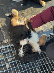 Balu the Bernese Mountain Dog