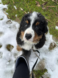 Balu the Bernese Mountain Dog