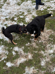 Balu the Bernese Mountain Dog