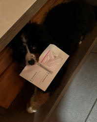 Balu the Bernese Mountain Dog