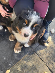 Balu the Bernese Mountain Dog