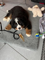 Balu the Bernese Mountain Dog