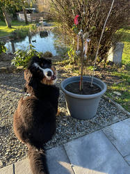 Balu the Bernese Mountain Dog
