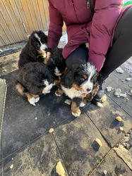 Balu the Bernese Mountain Dog