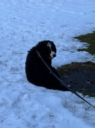 Balu the Bernese Mountain Dog