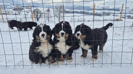 Balu the Bernese Mountain Dog