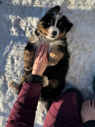 Balu the Bernese Mountain Dog