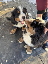 Balu the Bernese Mountain Dog