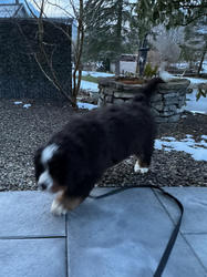 Balu the Bernese Mountain Dog