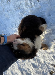 Balu the Bernese Mountain Dog