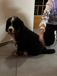 Balu the Bernese Mountain Dog