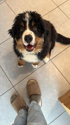 Balu the Bernese Mountain Dog