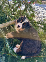 Balu the Bernese Mountain Dog