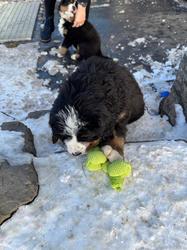 Balu the Bernese Mountain Dog