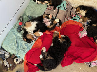 Balu the Bernese Mountain Dog