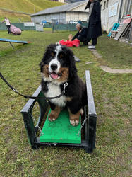 Balu the Bernese Mountain Dog