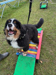 Balu the Bernese Mountain Dog